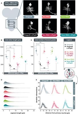 Reactive Oxygen Species Mediate Activity-Regulated Dendritic Plasticity Through NADPH Oxidase and Aquaporin Regulation